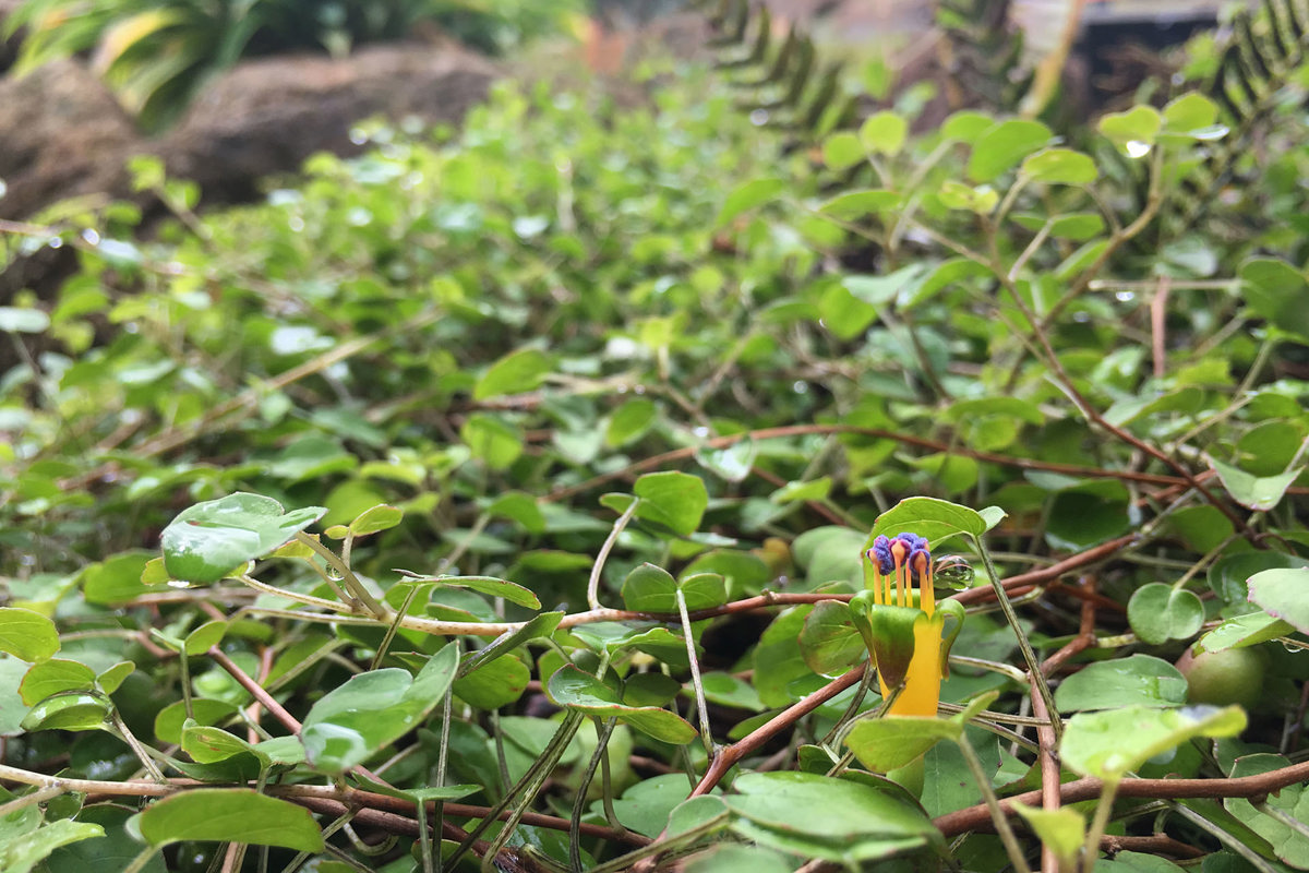 Fuchsia procumbens (2).jpg